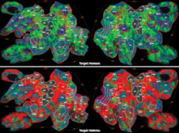 Image: When searching for a person, more areas of the brain are engaged (represented by the color green in the top image). The red color in the bottom image represents the brain’s attention shifting in a search for vehicles (Image courtesy of the University of California-Berkeley).